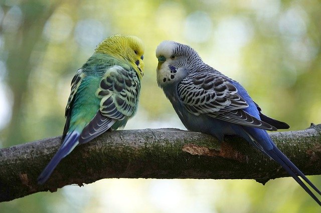Разведение волнистых попугаев
