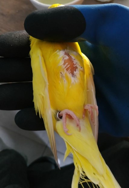 Липома у самочки волнистого попугая