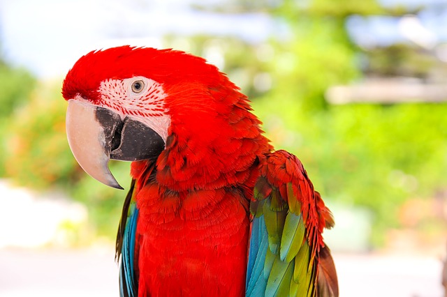 Сколько лет живет попугай ара