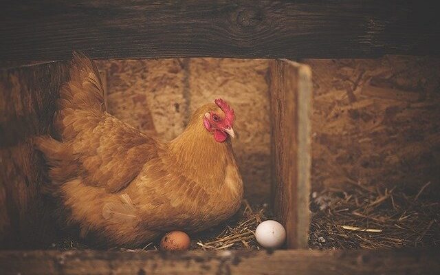 Co můžete dát slepicím na snášení vajec?