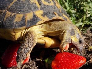 Сухопутная черепаха ест ягоды