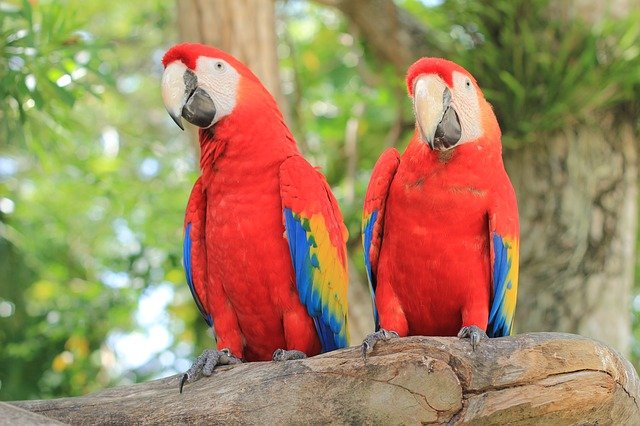 Домашний попугай ара