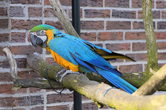 Говорящий попугай ара