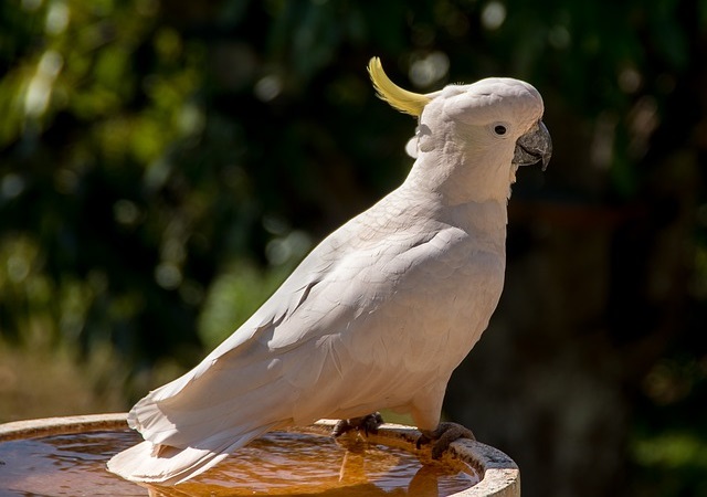 Говорящий попугай какаду