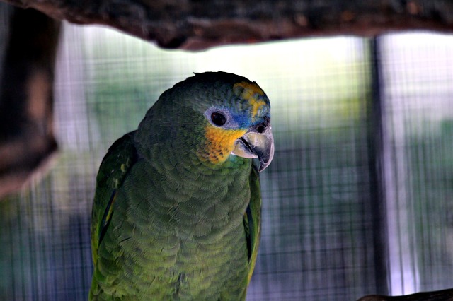 Умный зеленый попугай амазон