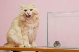 Кошка и хомяк в аквариуме