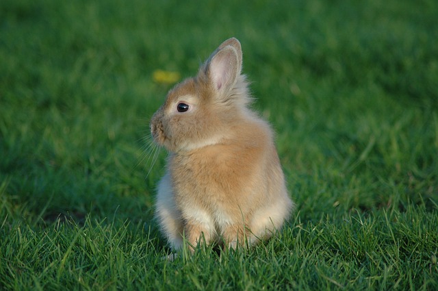 Декоративный кролик в траве