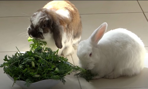Можно кроликам давать одуванчики. Кафе с декоративными кроликами. Кролик в одуванчиках. Кролик ест только зелень. Чем кормить декоративного кролика.