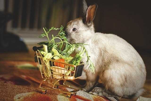 Декоративный домашний кролик питание