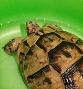 Купание сухопутной черепахи