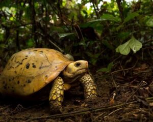 Сухопутная черепаха в лесу