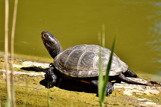 Болотная черепаха в природе