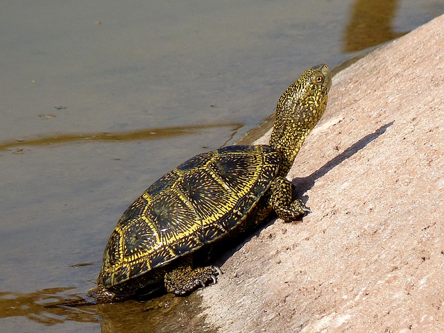 Болотная черепаха на суше