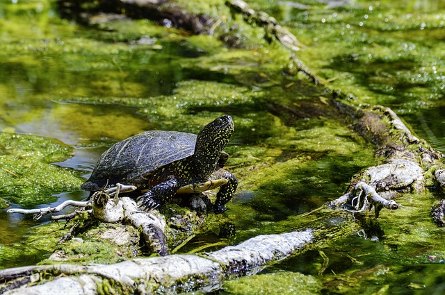 Болотная черепаха в природе