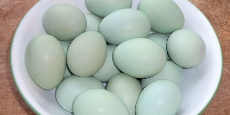 Голубые яйца