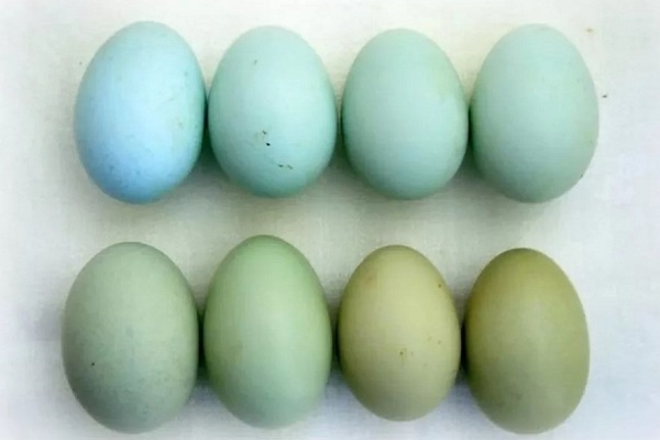 Голубые и зеленые яйца кур