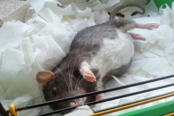 Беременная крыса