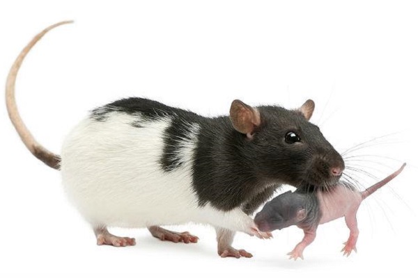 Крыса с крысенком