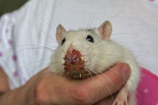 Микоплазмоз у крысы