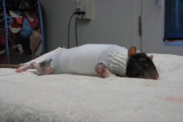 Крыса после операции