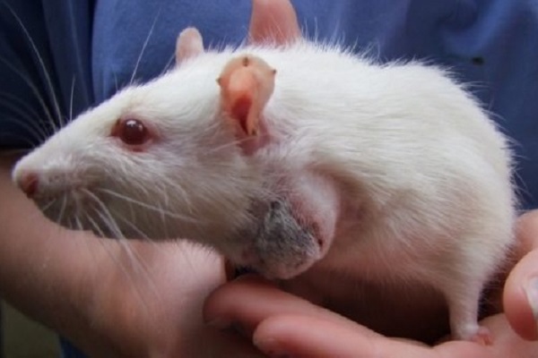 Опухоль у крысы
