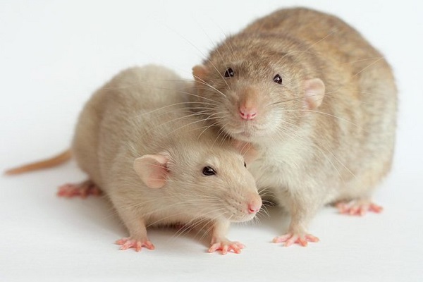 Крысы Жемчужный циннамон