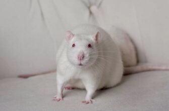 Белая крыса