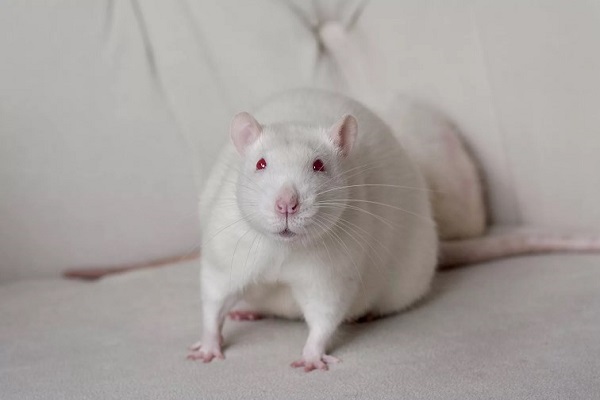 Белая крыса