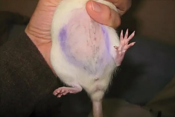 Крыса после кастрации