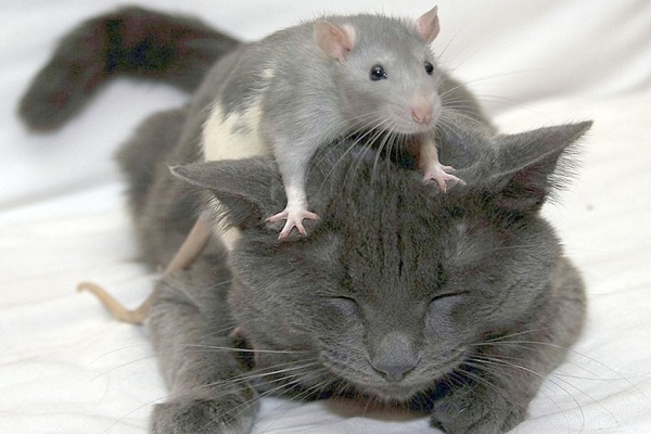 Крыса и кошка