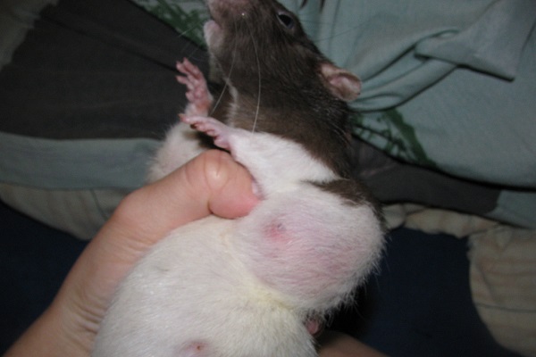 Опухоль у крысы
