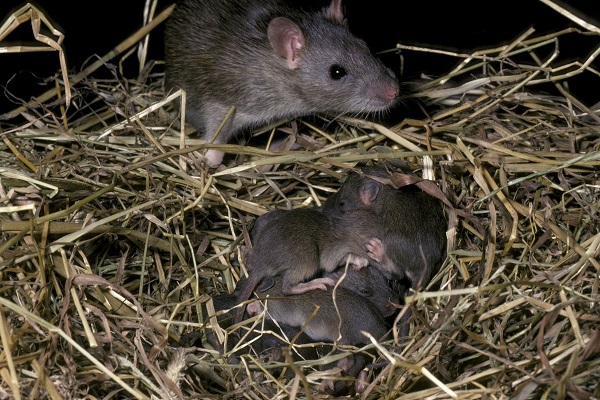 Черная крыса с потомством
