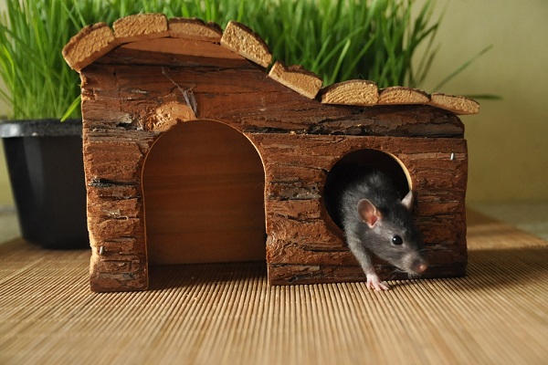 Крыса в домике