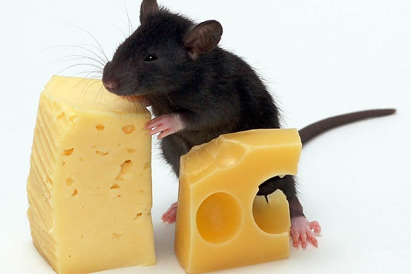 Крыса с сыром