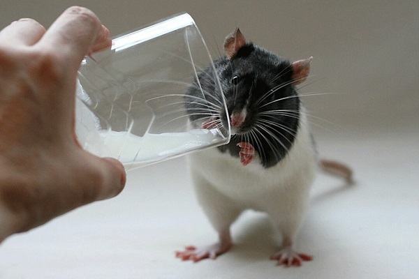 Крыса пьет молоко
