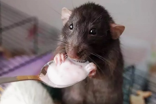 Крыса ест йогурт