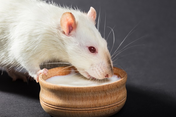 Крыса ест молочные продукты