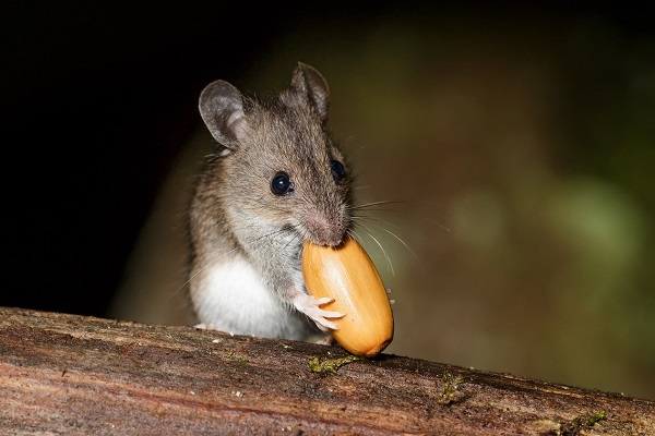 Мышь ест