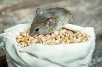 Мышь и зерно