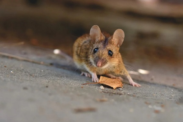 Дикая мышь