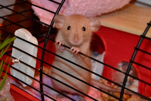 Домашняя мышь в клетке