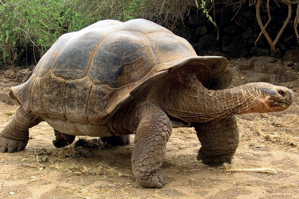 Слоновая (галапагосская) сухопутная черепаха