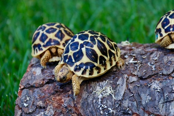 Сухопутные черепахи