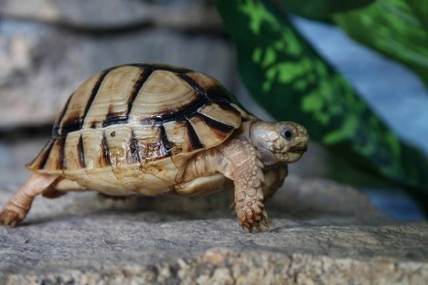 Египетская сухопутная черепаха