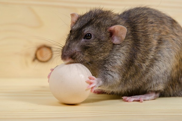 Крыса ест яйцо