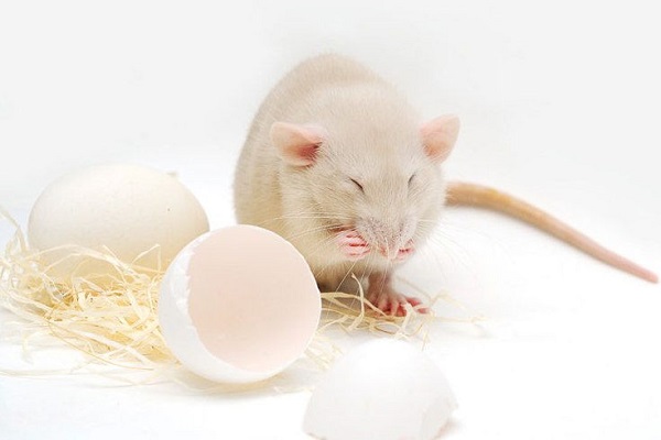 Крыса ест яйца
