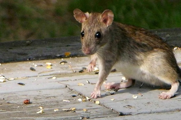 Туркестанская крыса