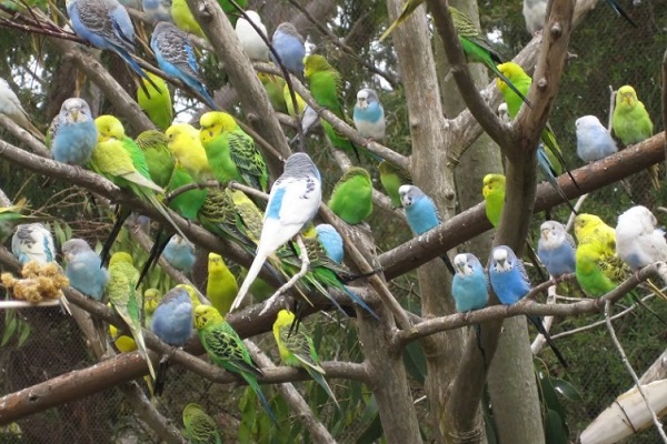 Стая волнистых попугаев