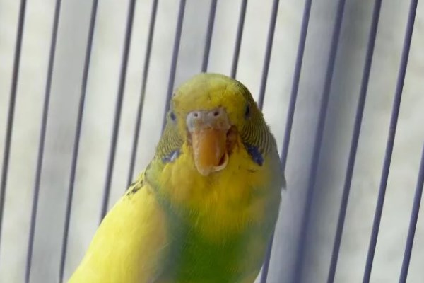 Кривой клюв волнистого попугая