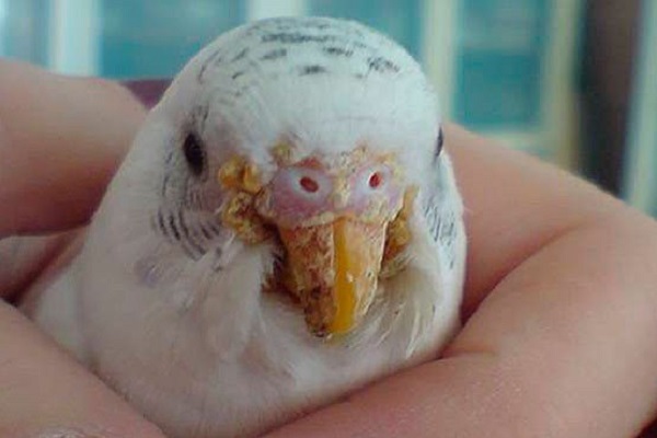 Чесоточный клещ у волнистого попугая